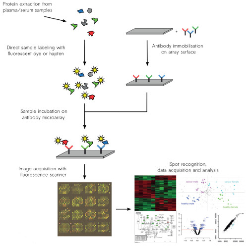 Antibody microarray workflow