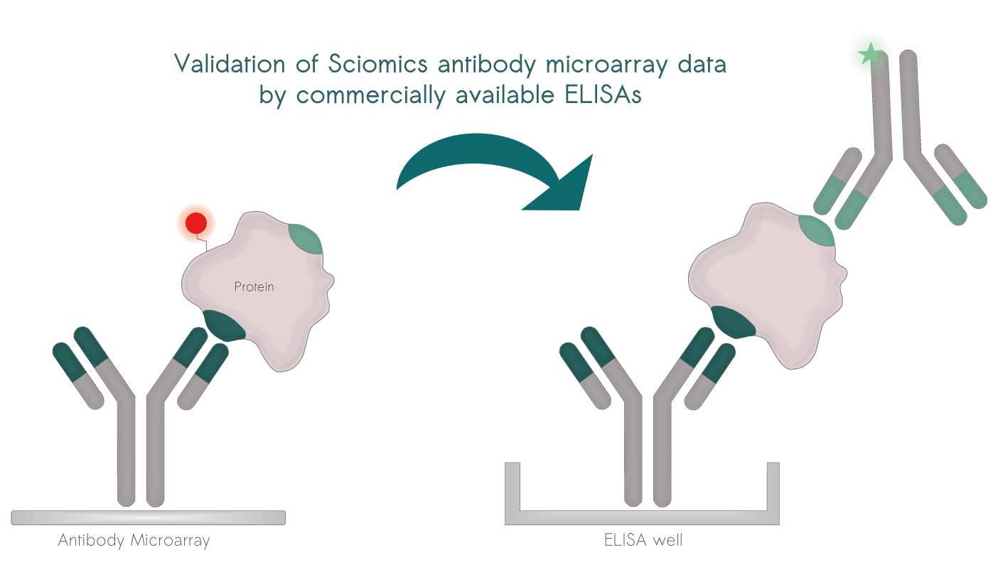 An immunobased discovery approach for protein biomarkers enables an easy translation to other immunobased platforms such as ELISA for validation.