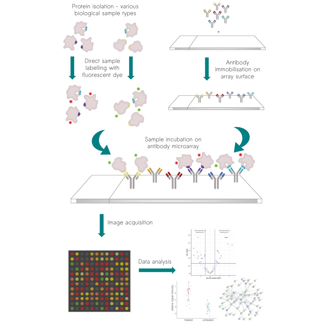 Antibody Microarray Workflow for robust proteomics profiling: Illustration depicting the steps involved in protein profiling using antibody microarrays, from protein isolation and sample labeling to antibody immobilization, sample incubation, image acquisition, and data analysis for the scioDiscover platform.