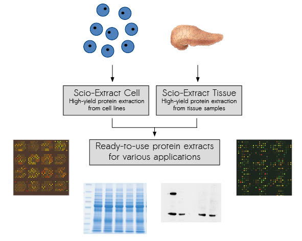 Scio-Extract: Protein extraction buffer with high yield in all cellular compartments