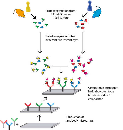 Experimental design of an antibody microarray profiling study