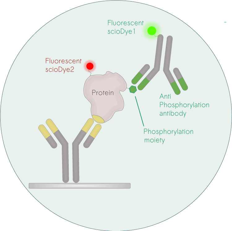 scioPhospho: phosphoproteomics and protein profiling service