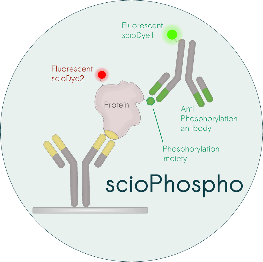 scioPhospho