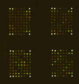Typical scan of a scioCyto microarray