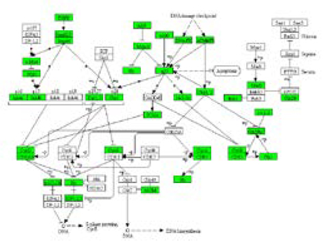 sciomics scioUbi Ubiquitination And Protein Profiling Cell Cycle proteins covered