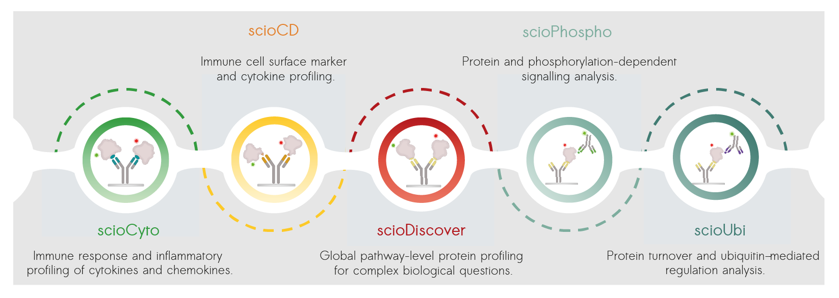 Overview of Sciomics' Microarrays: scioCyto, scioCD, scioDiscover, scioPhospho, and scioUbi